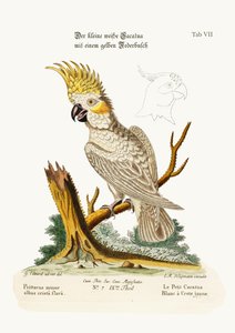 A cacatua branca menor com uma crista amarela, 1749-73